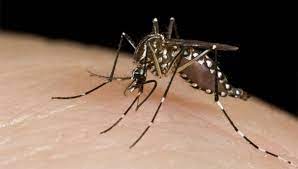 En este momento estás viendo Dengue